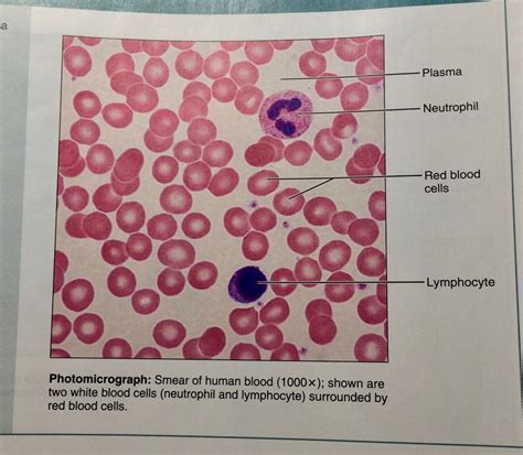diagram of blood tissue 